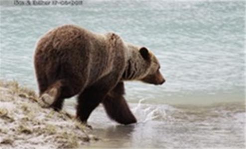 فندق غولدنفي  Bear Corner Adventures Bed & Bale المظهر الخارجي الصورة